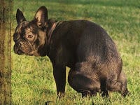 Seether editaran un grans èxits