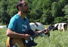 WTF! Teràpia de Shock canten a les vaques