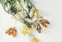 The Wonder Years anuncien nou disc