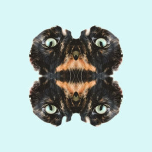 White Pèrill presenta ‘Gatita’