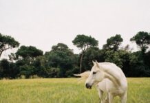 Poggioli amplia els límits del seu univers a “COM HO FÈIEM ABANS”
